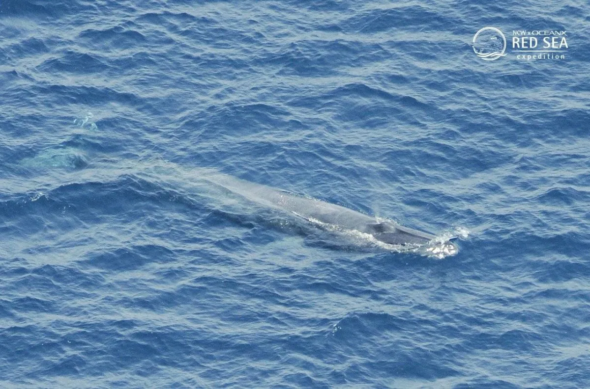 صورة الحوت البريدي في السعودية