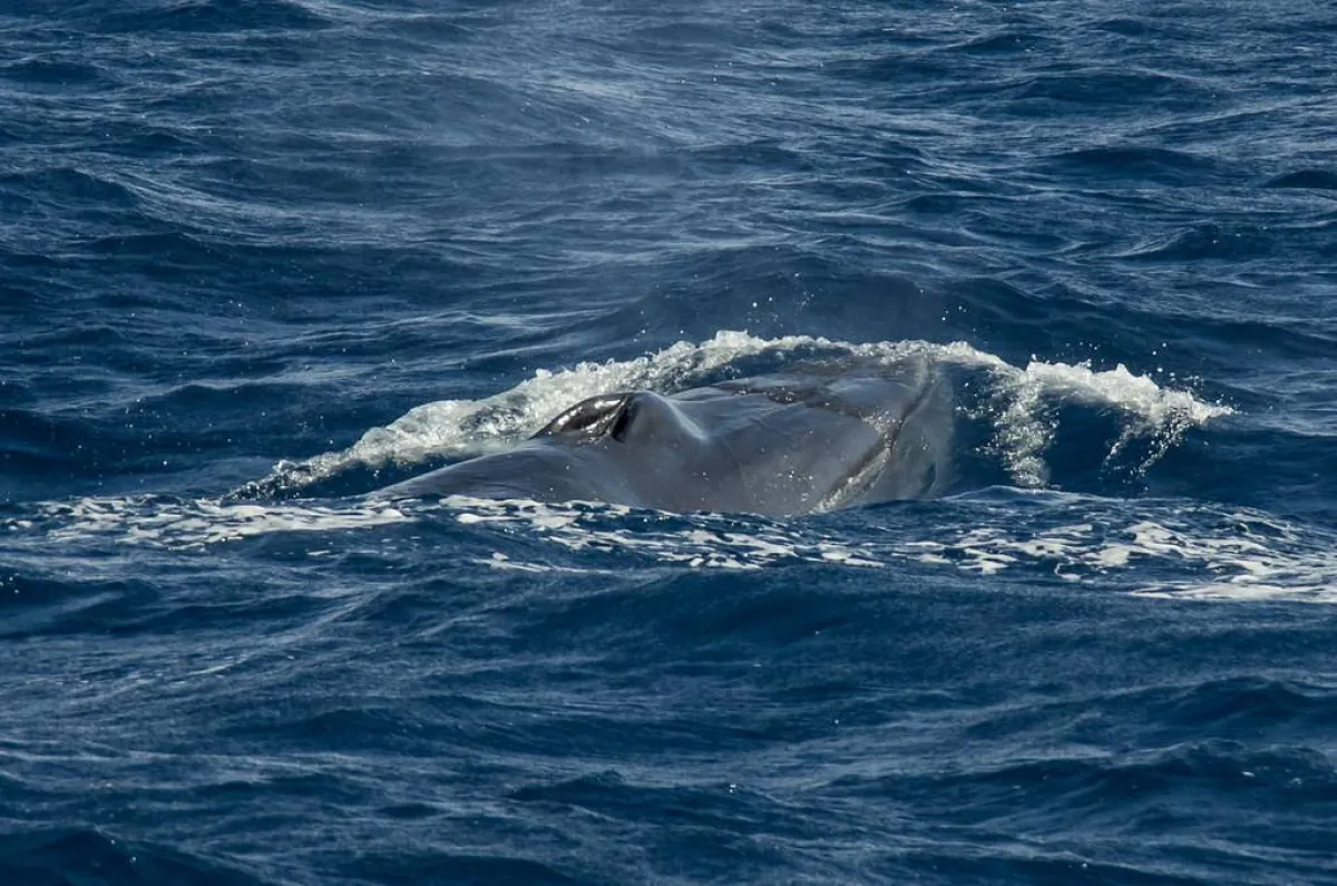 صورة الحوت البريدي 