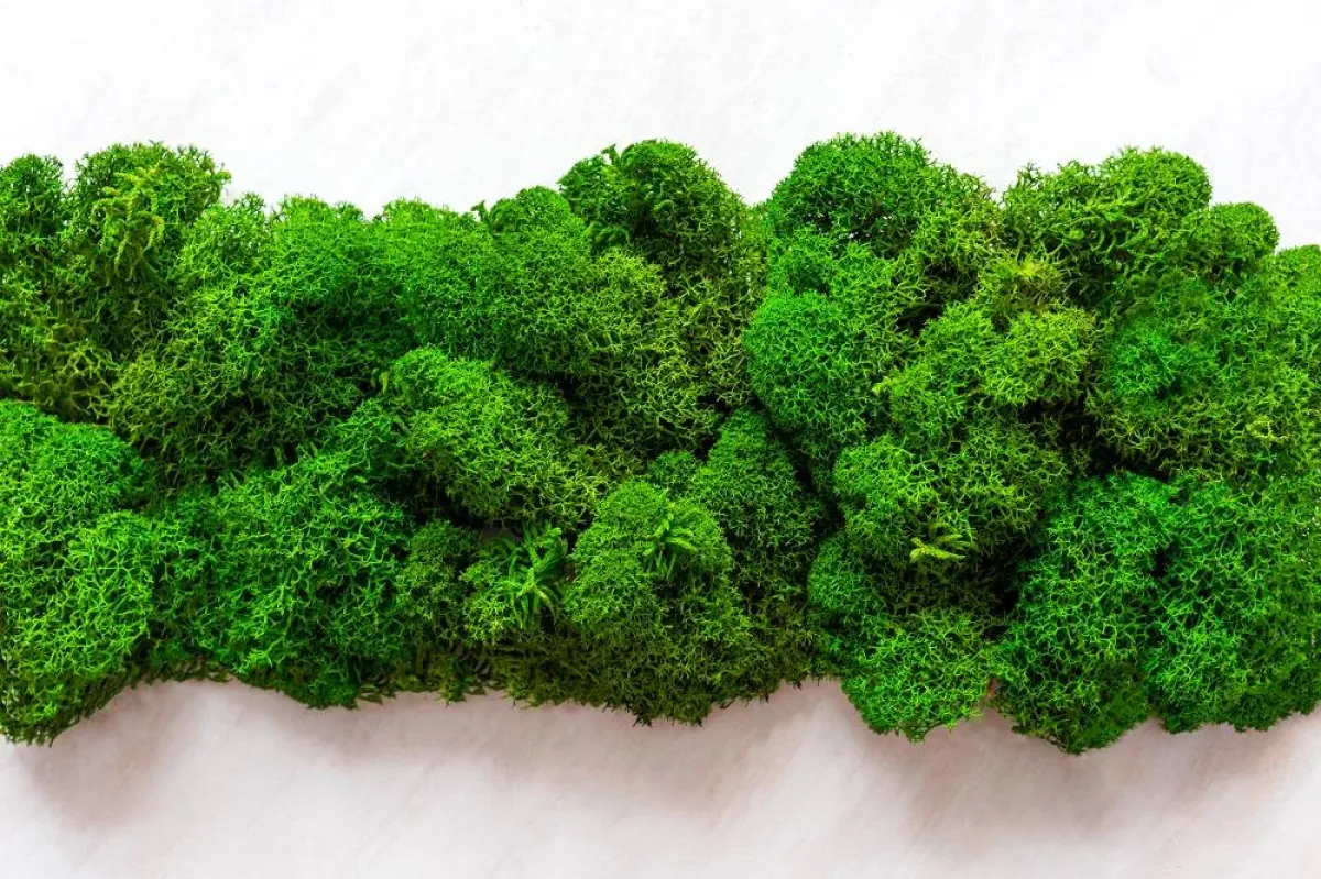 الطحلب الإيرلندي