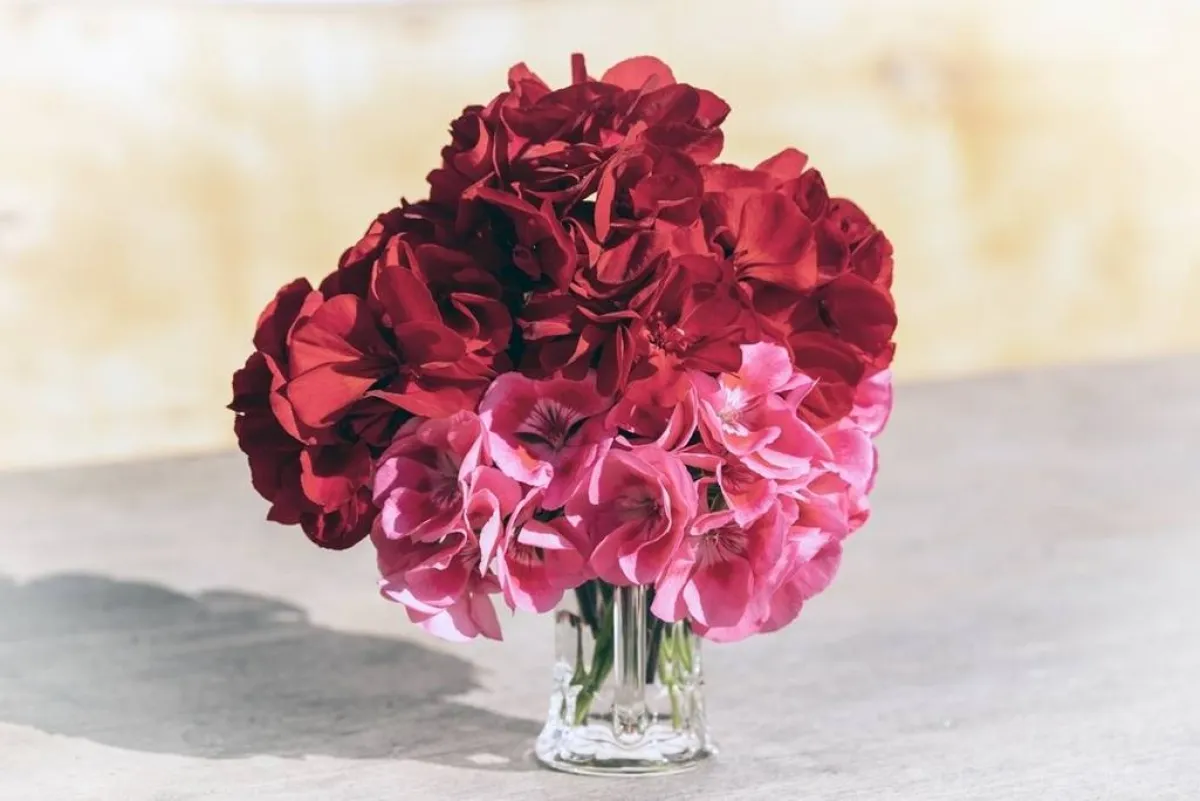 باقة من الجيرانيوم العطر