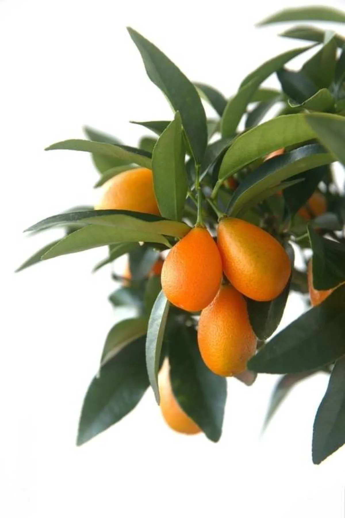 ثمار الكمكوات الحمضيّة