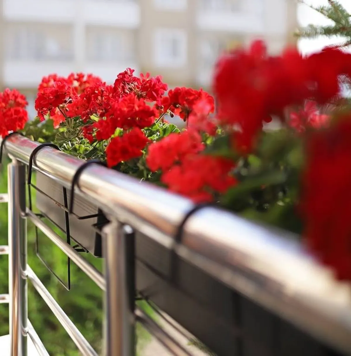 الجيرانيوم أحمر اللون يزيّن الشرفة