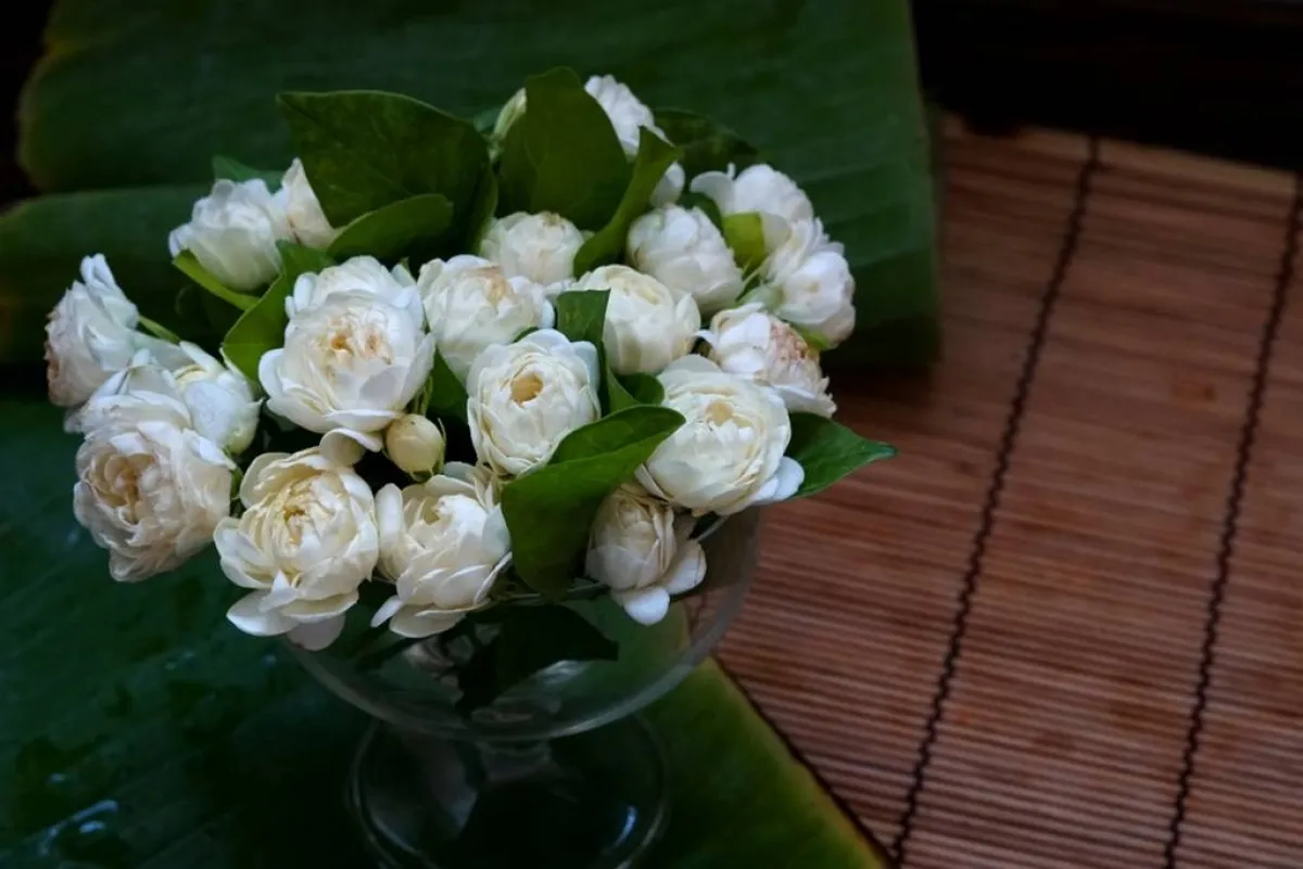 باقة من أزهار الفلّ كفيلة بنشر أريجها في جنبات الغرفة