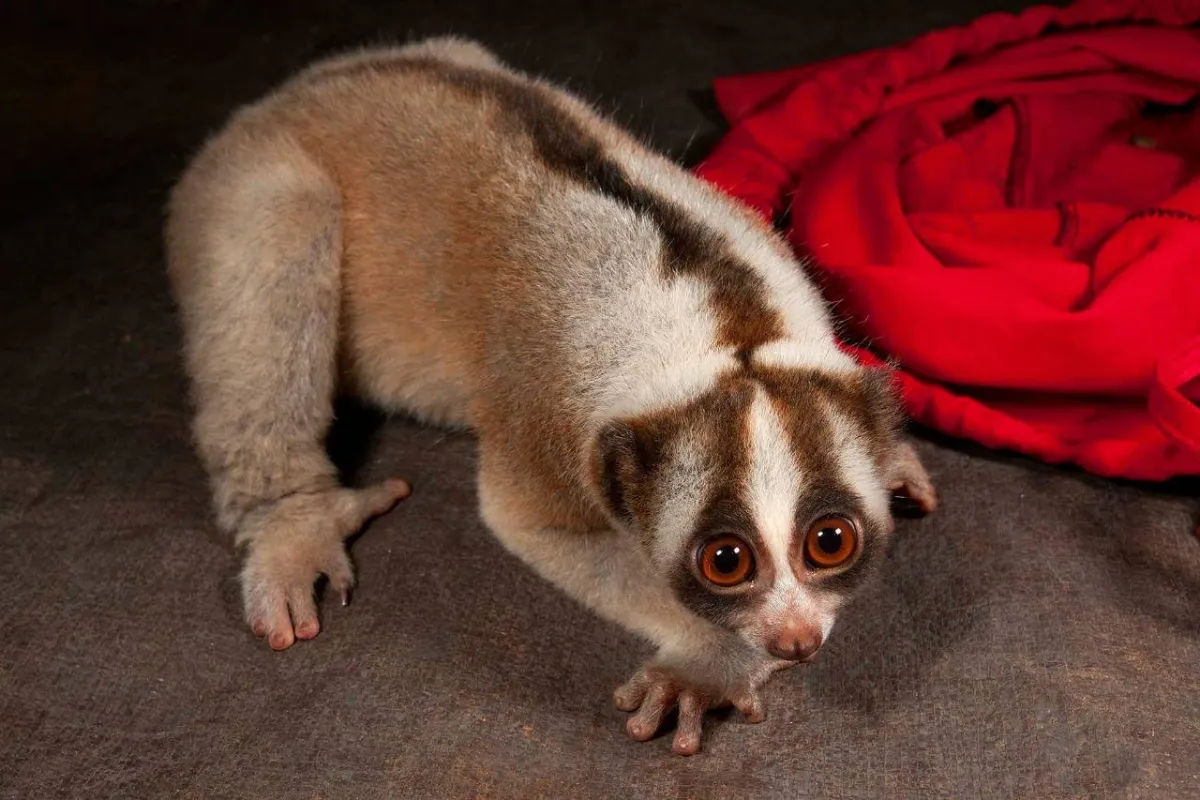 أبطأ الحيوانات في العالم