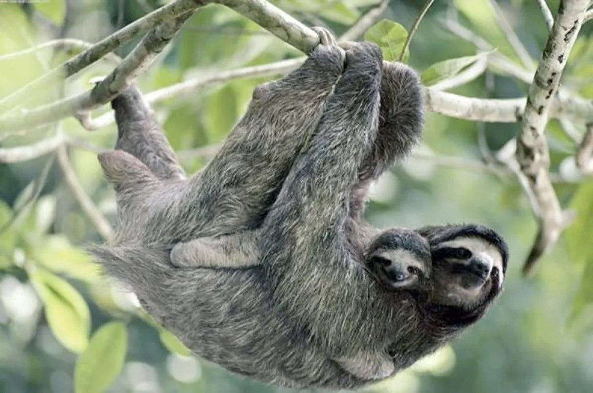 أبطأ الحيوانات في العالم