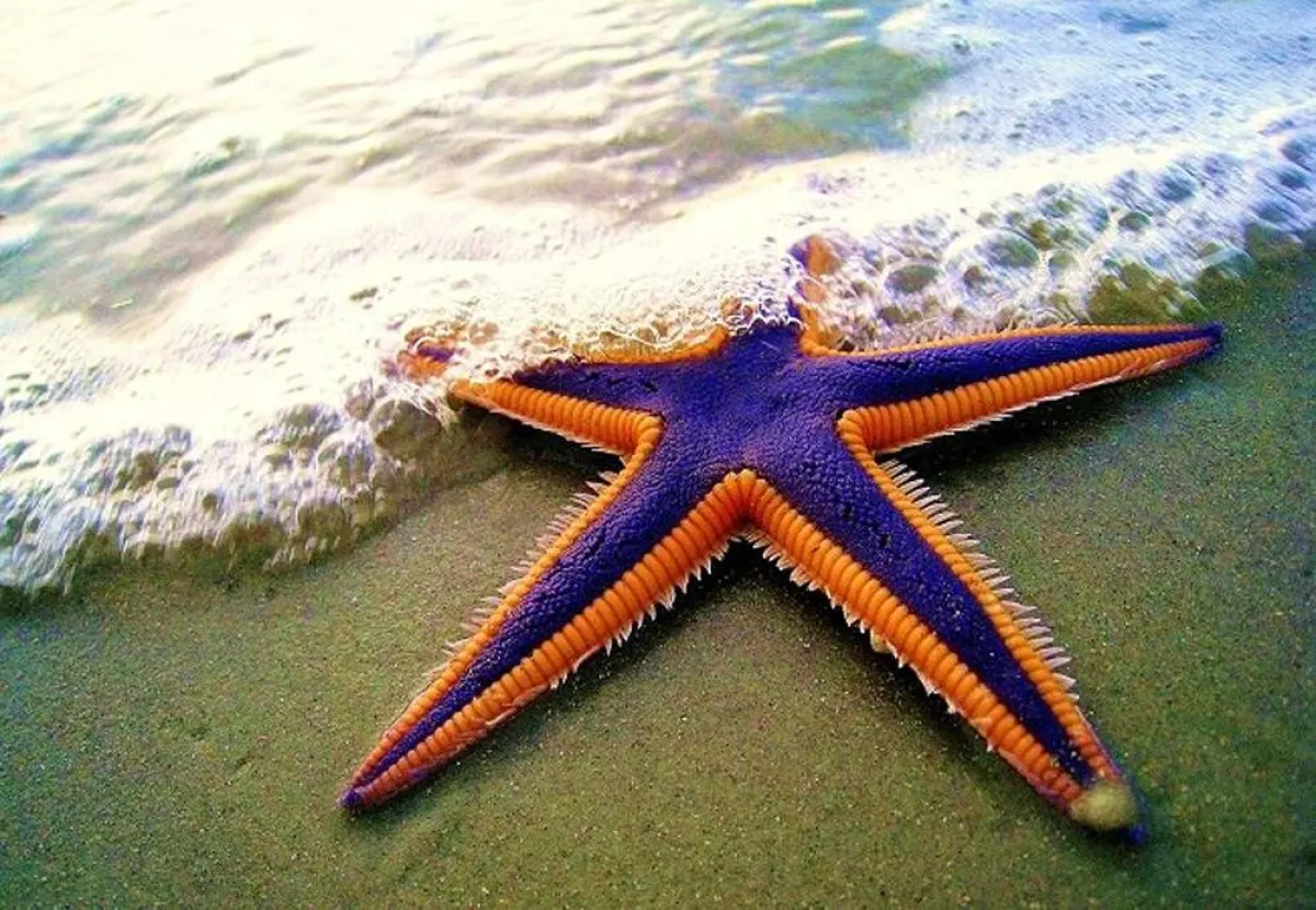 أبطأ الحيوانات في العالم