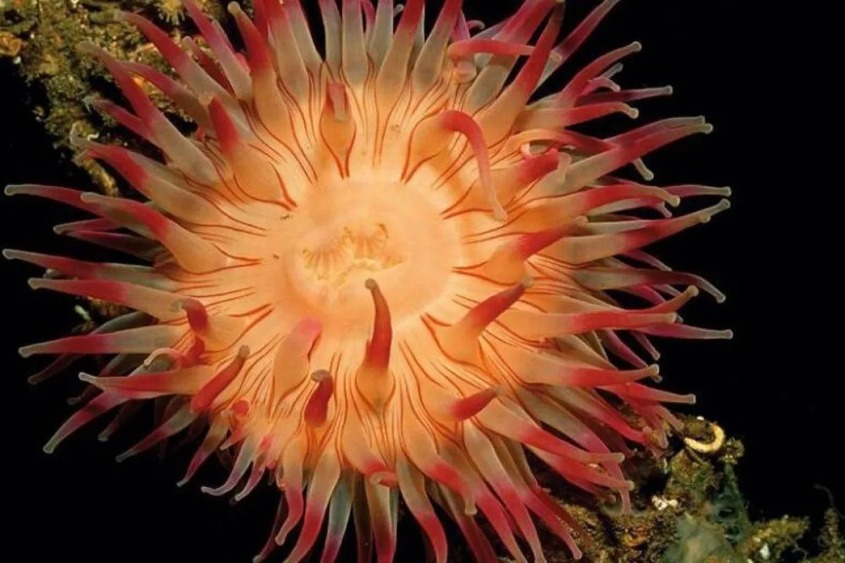 أبطأ الحيوانات في العالم