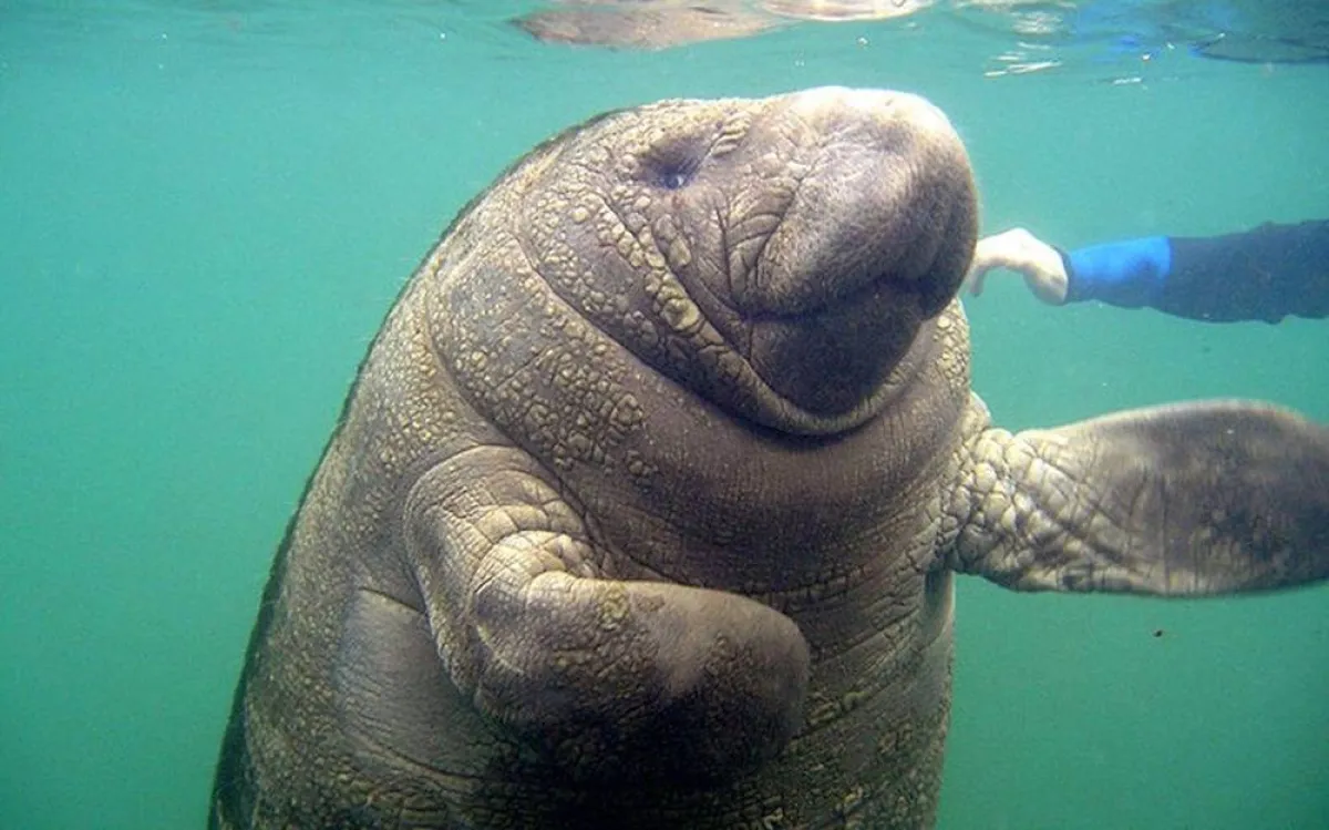 أبطأ الحيوانات في العالم