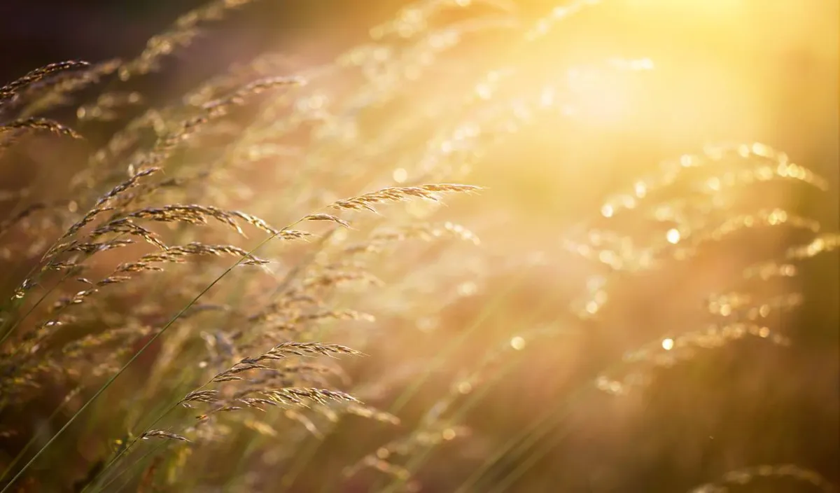 صورة لحبوب الطلع