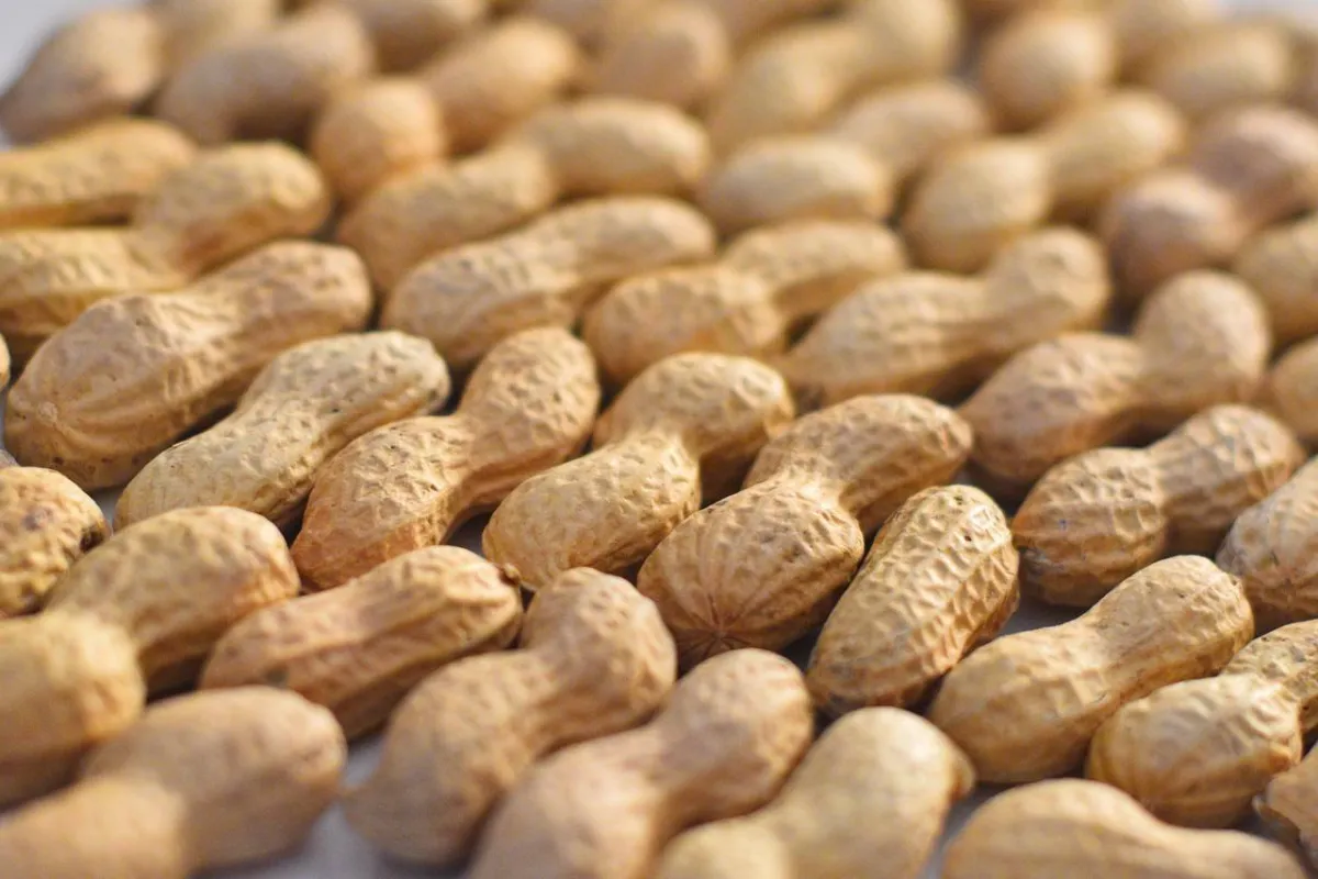 صورة للفول السوداني