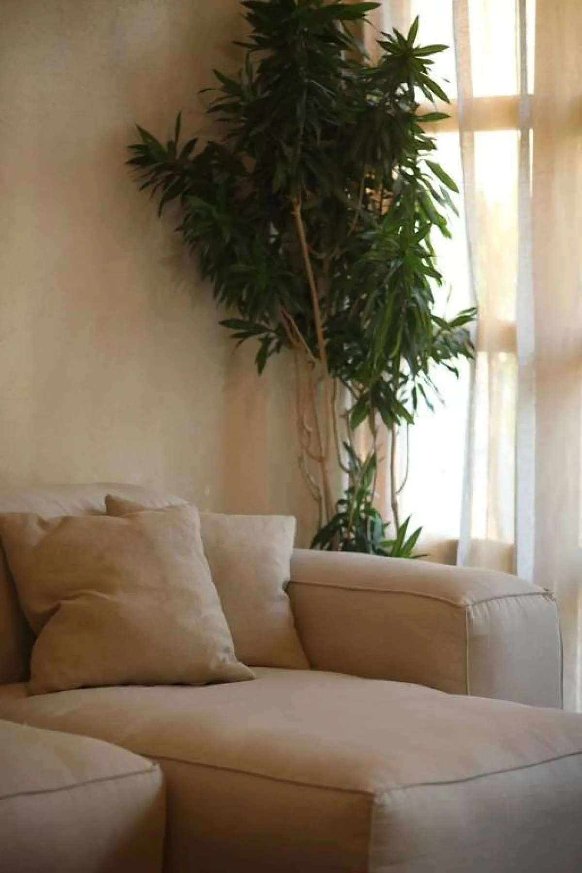 النباتات الداخليّة كفيلة بتنقية الهواء، ما ينعكس إيجاباً على صحّة سكّان المنزل