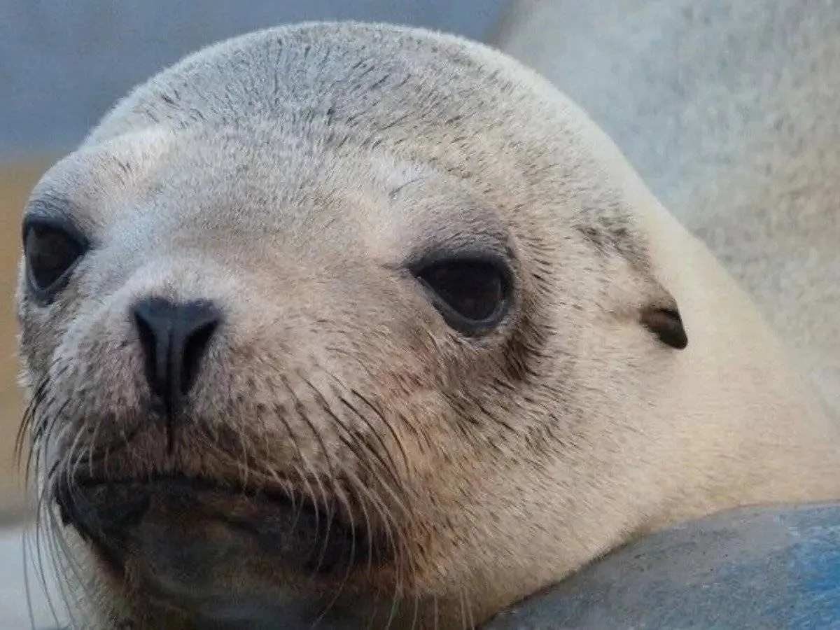 صورة أسد بجر صغير