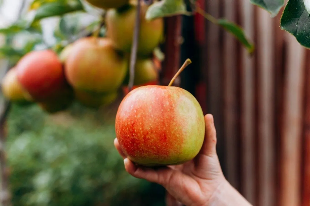 صرة للتفاحة