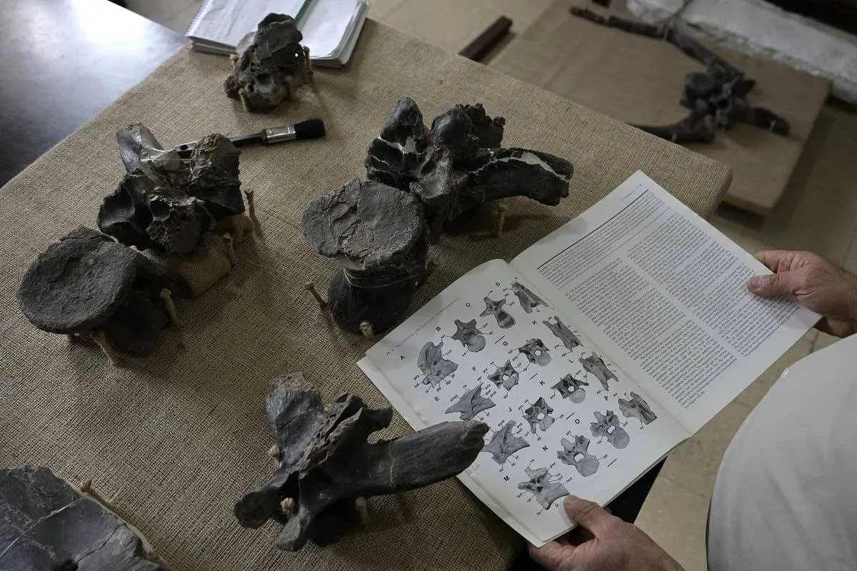 صورة حفريات ديناصور