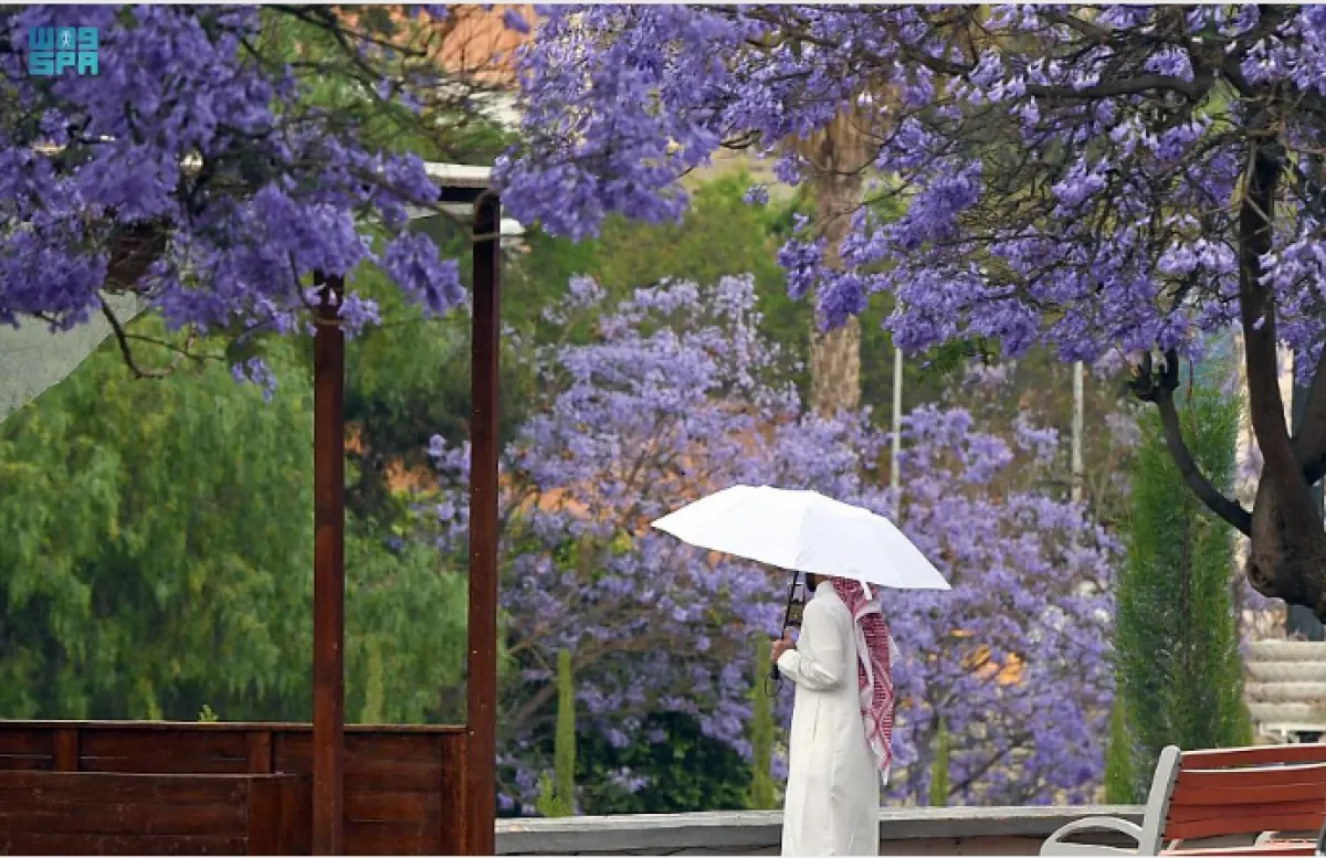 أشجار الجاكرندا تزين أبها - الصورة من واس