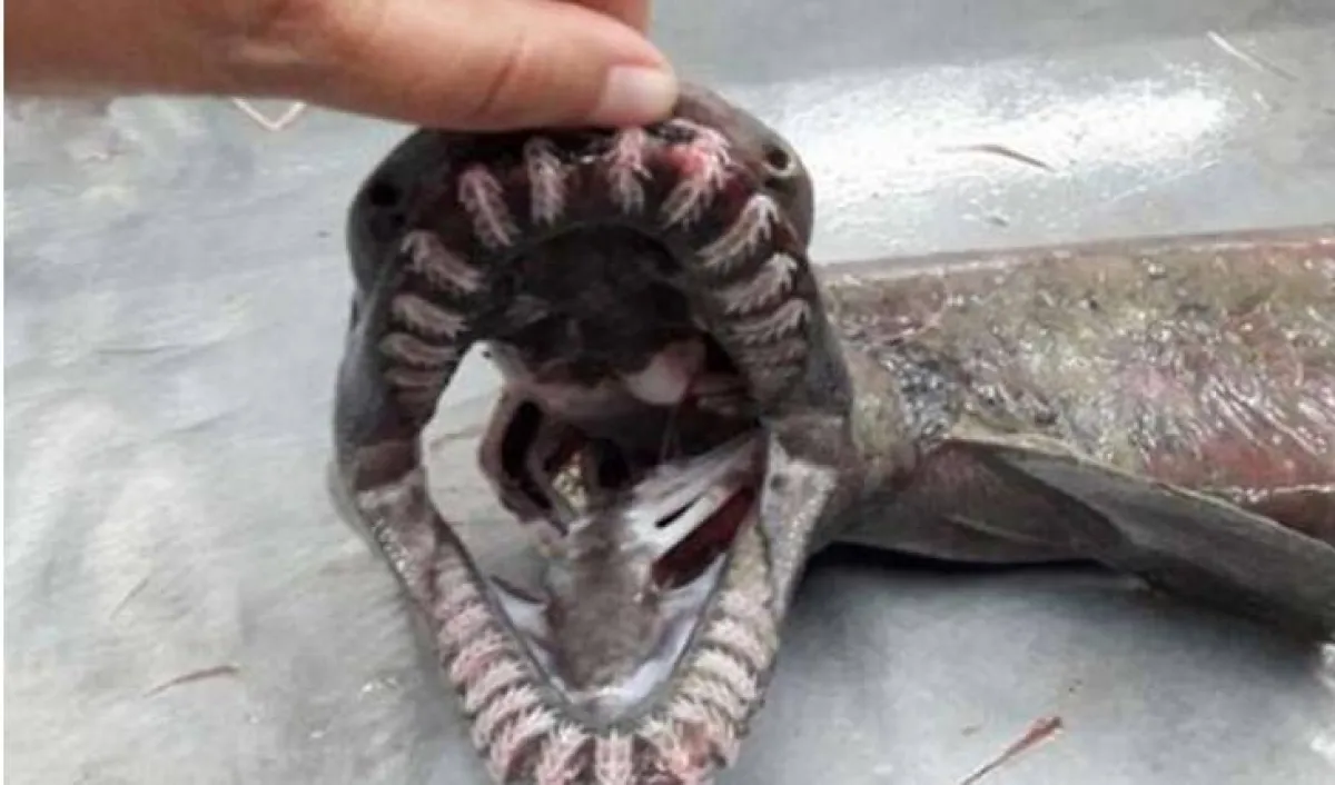 سمك قرش نادر