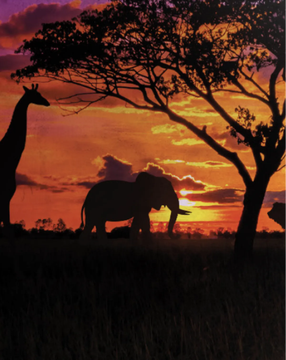 جدة جنغل مصدر الصورة  موقع منطقة الجنغل