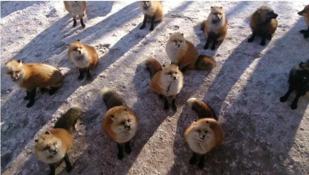 قرية الثعالب 