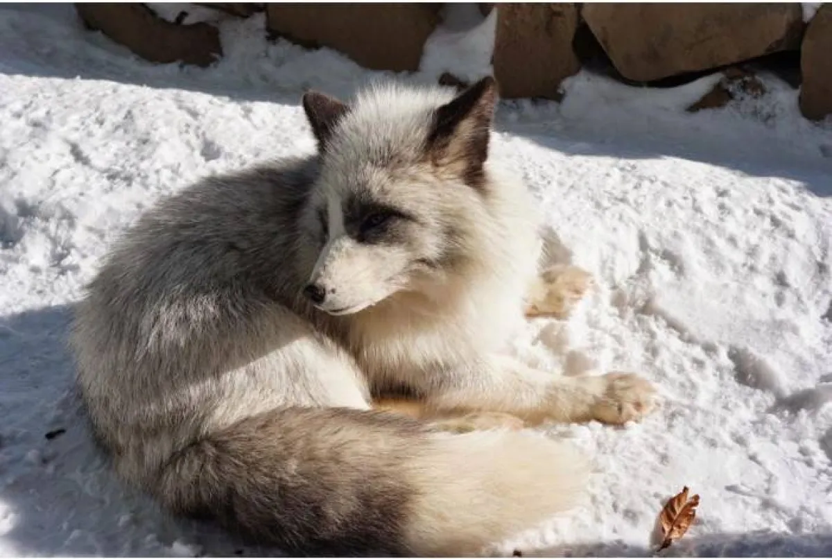 قرية الثعالب 