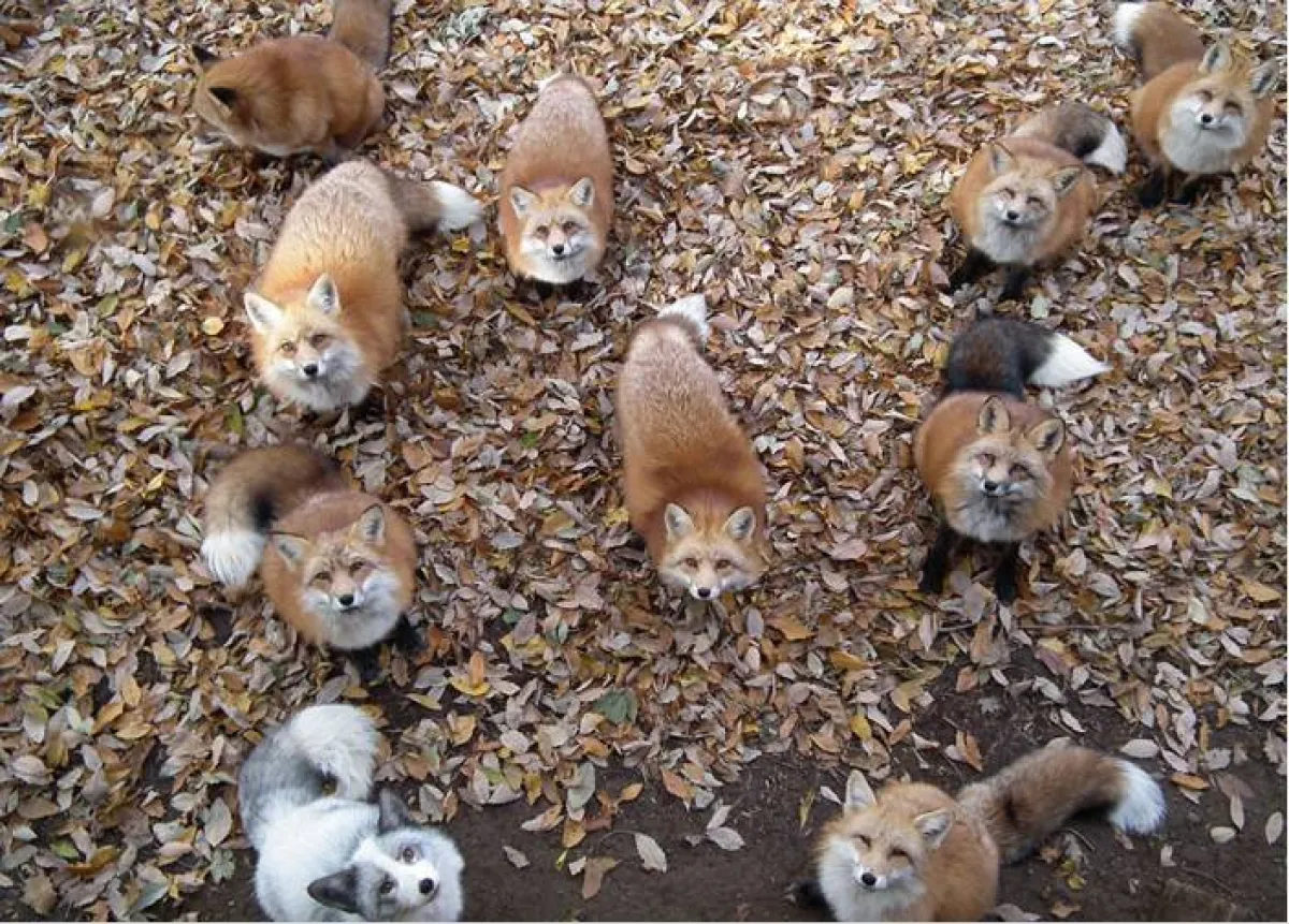 قرية الثعالب