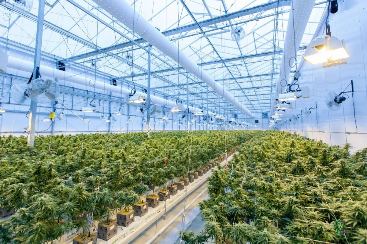 النباتات الصحية