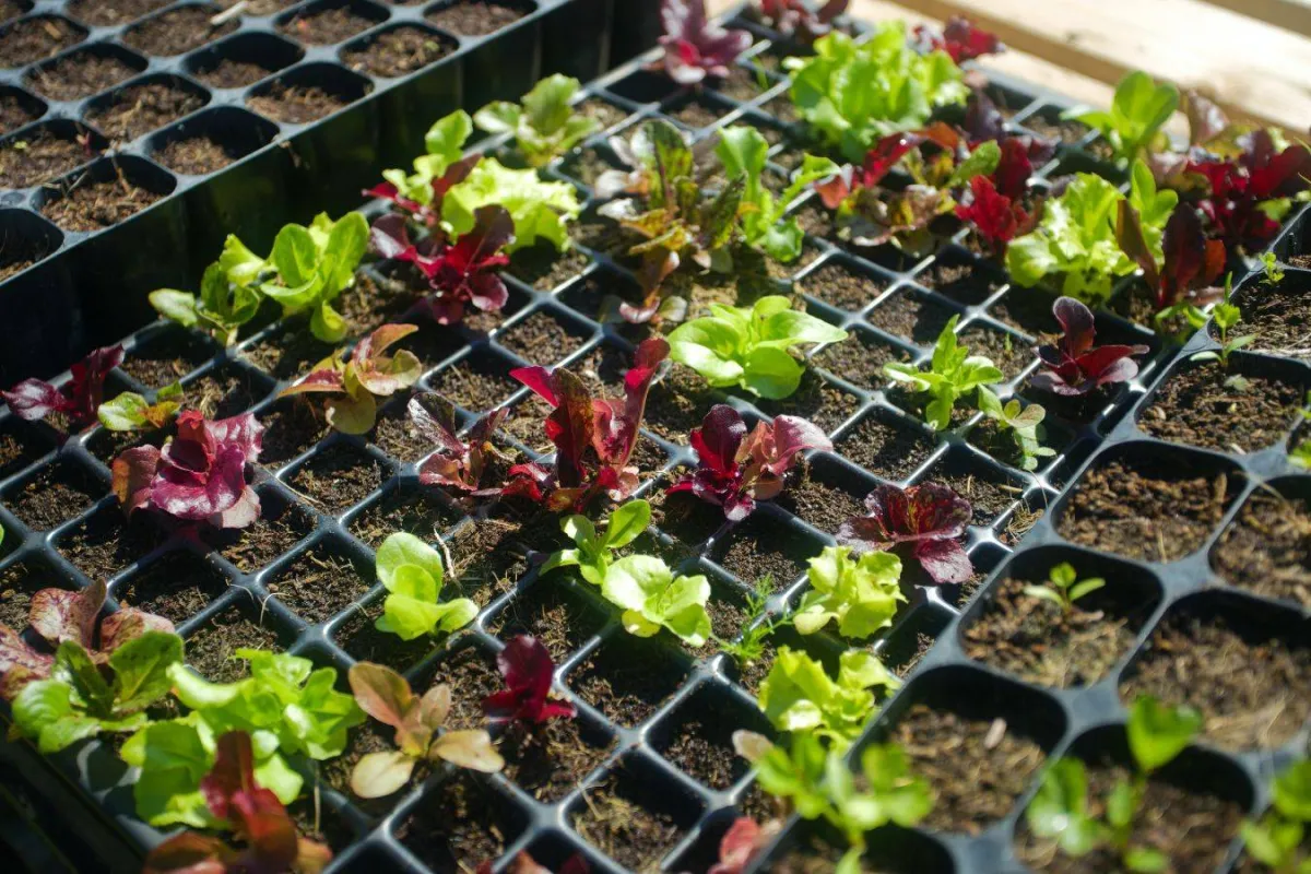 النباتات الصحية