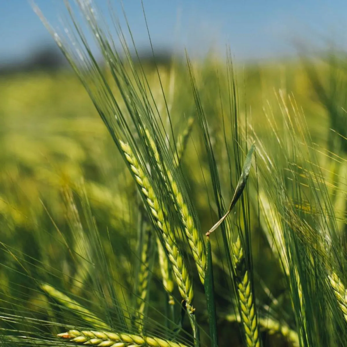 النباتات الصحية