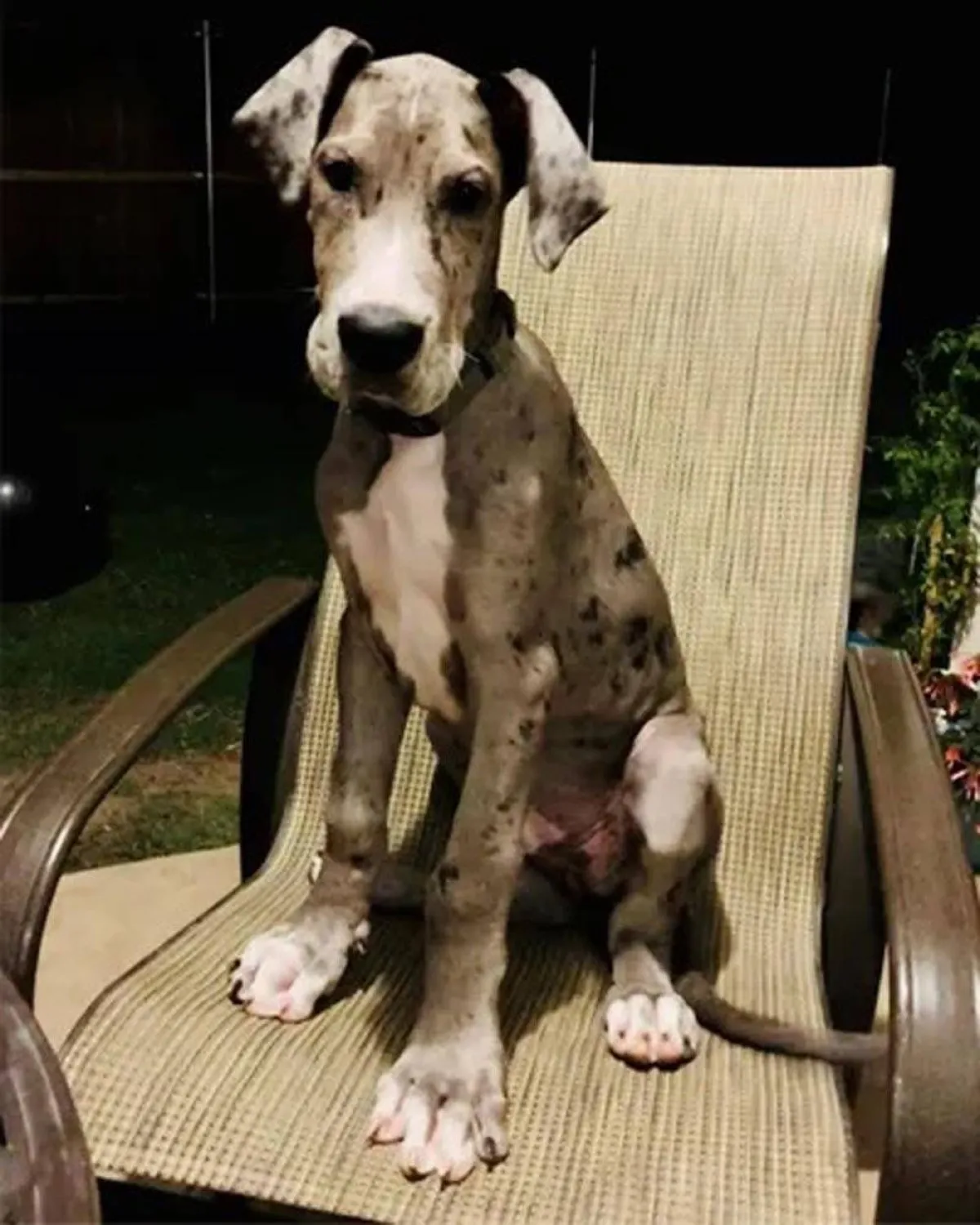 أطول كلب العالم اسمه "زوس" 