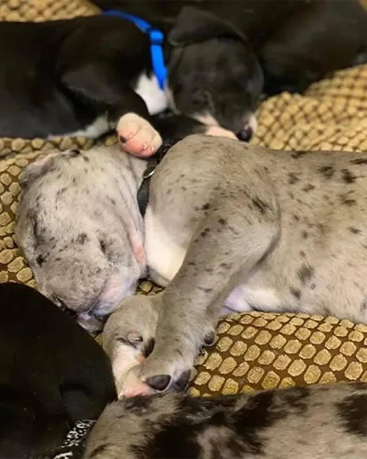 أطول كلب العالم اسمه "زوس" 