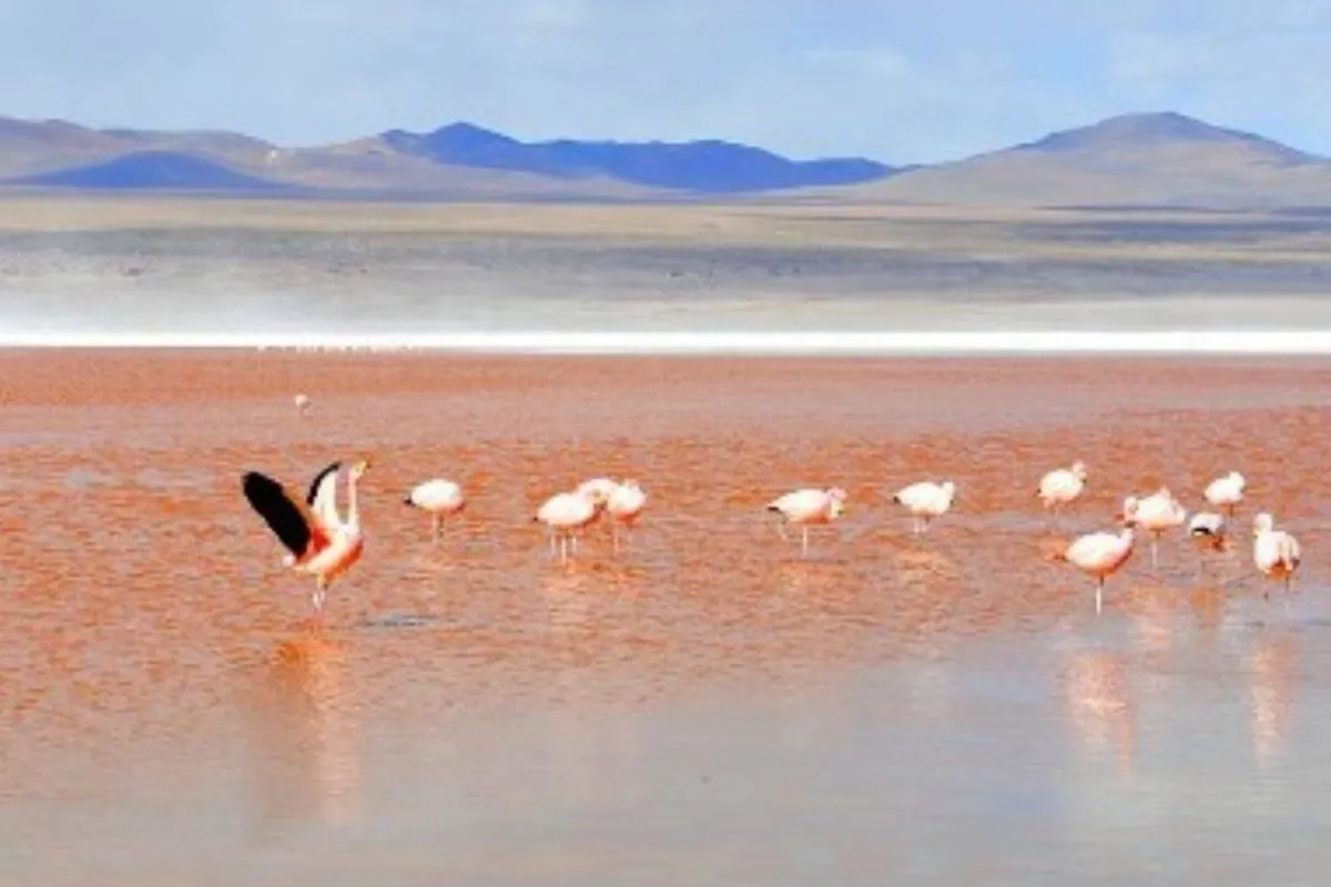 طيور فلامنجو