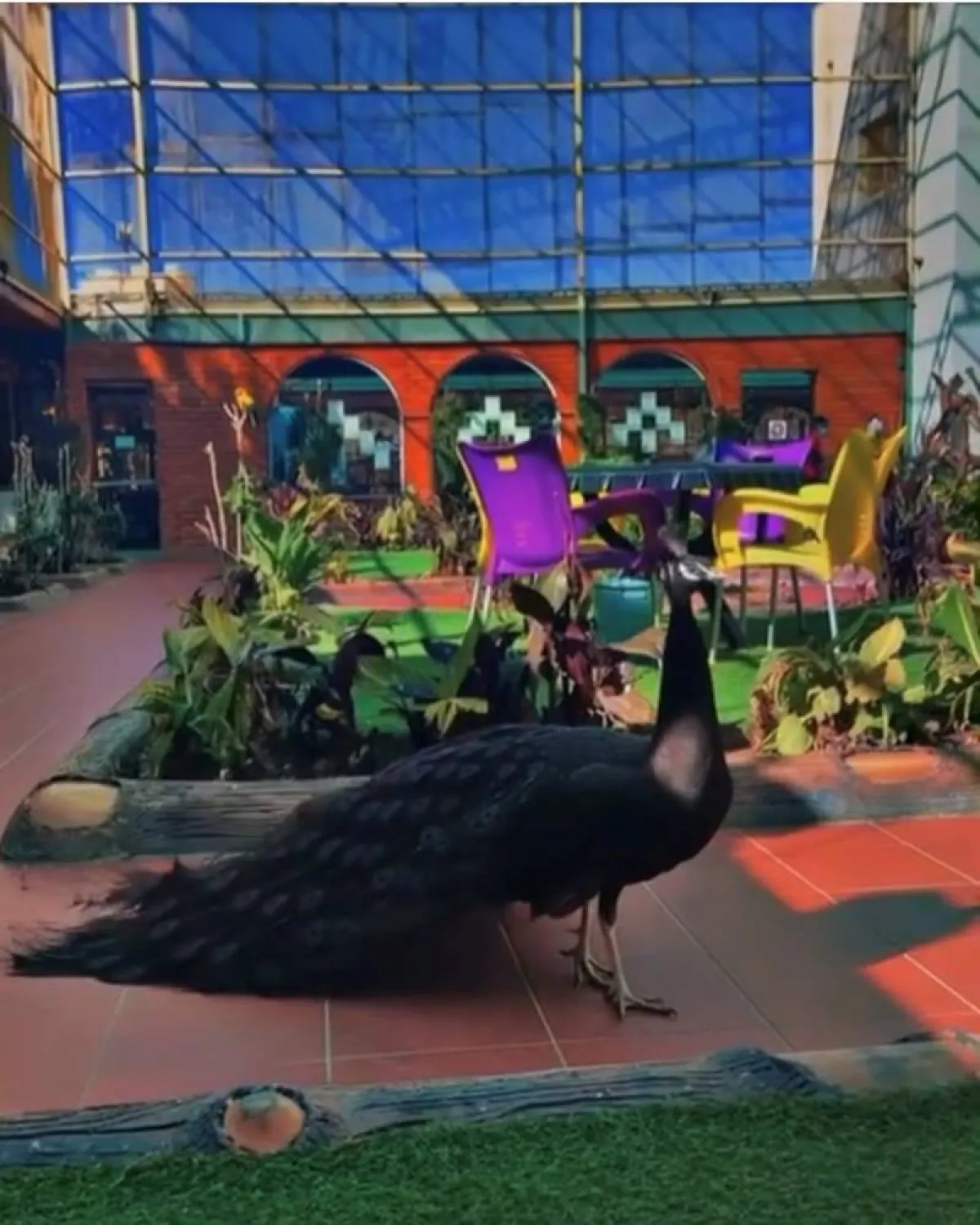 حديقة الطيور في مدينة الطائف