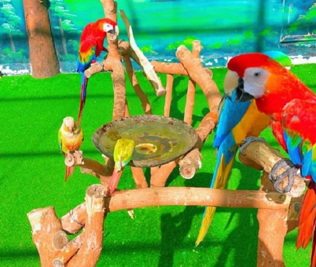 حديقة الطيور في مدينة الطائف-  الصورة حساب الحديقة على الانستغرام 