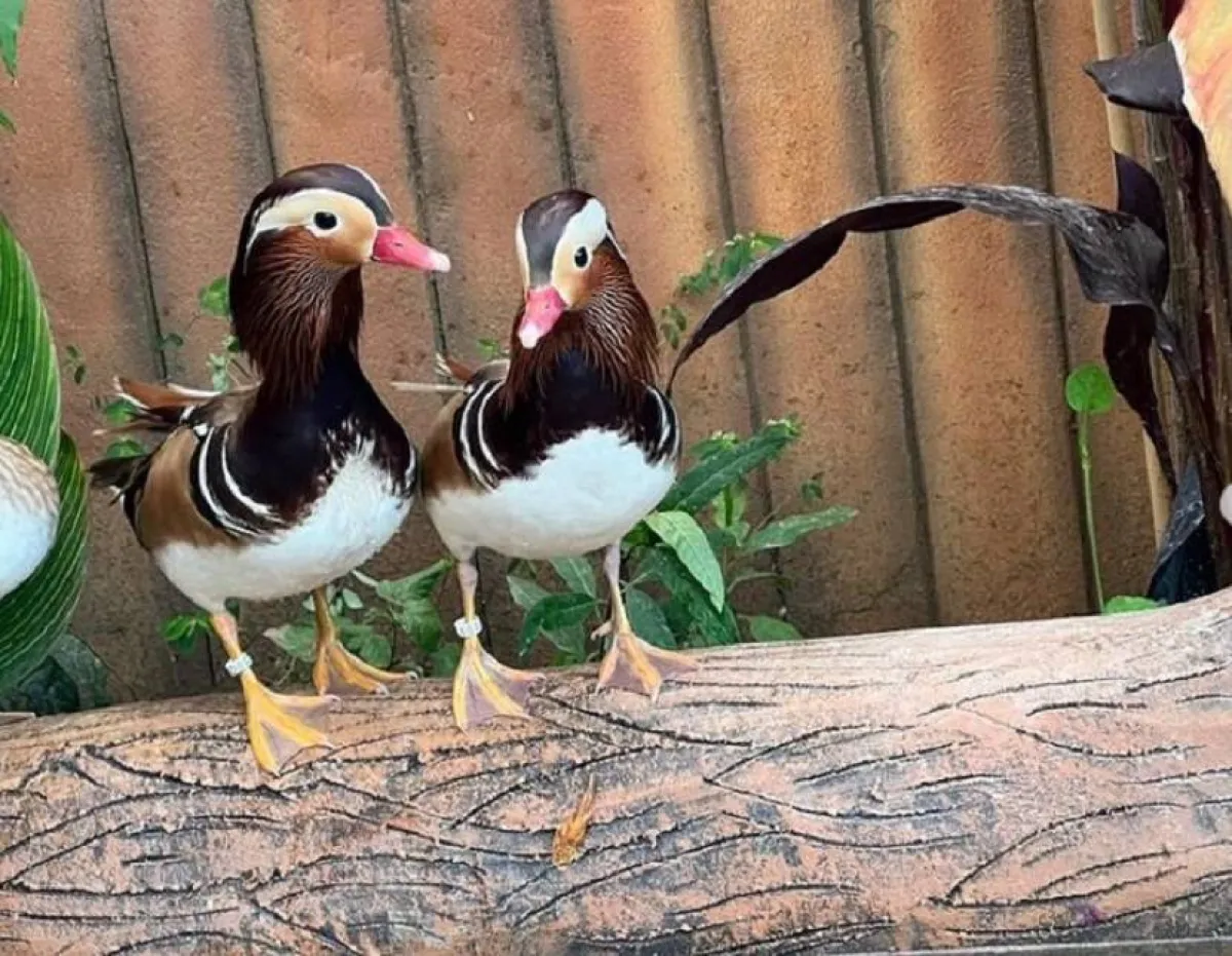 حديقة الطيور في مدينة الطائف