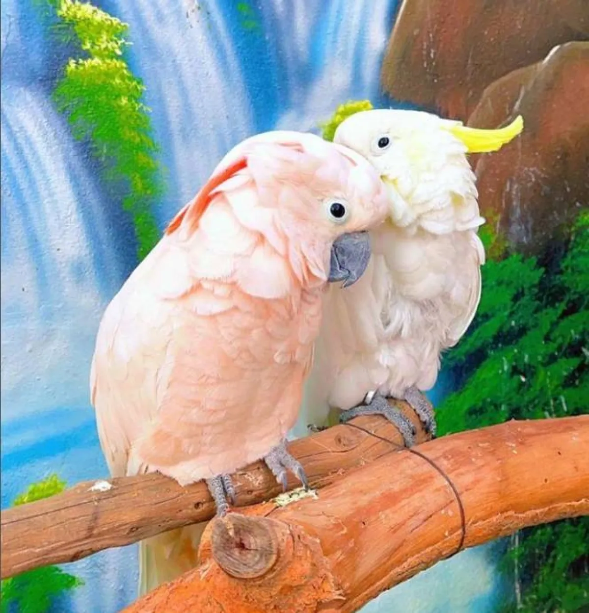 حديقة الطيور في مدينة الطائف