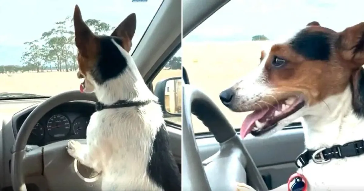 صورة الكلبة جاك راسل ليكسي