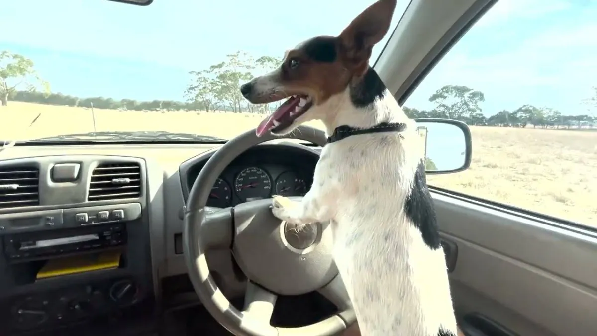 صورة الكلبة ليكسي تقود السيارة