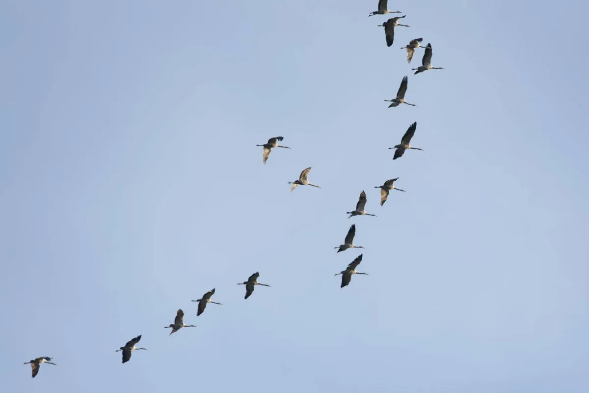 اليوم العالمي للطيور المهاجرة