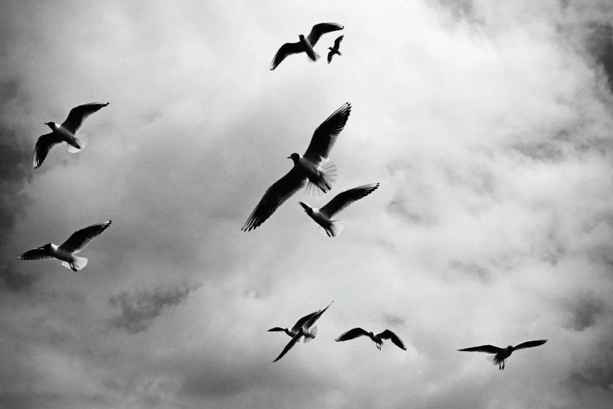 اليوم العالمي للطيور المهاجرة