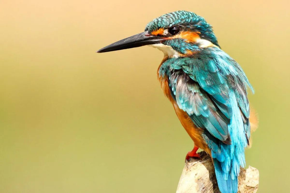 اليوم العالمي للطيور المهاجرة