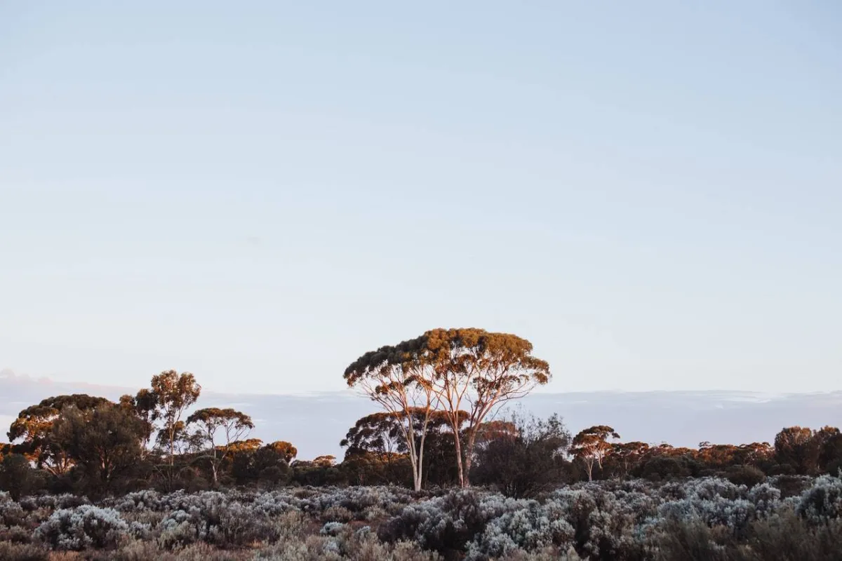 صورة لشجرة العلك