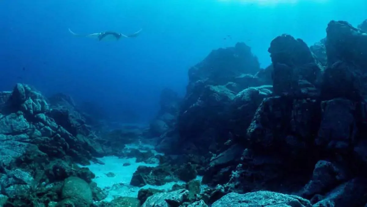 اكتشاف جبال من السكر مخبأة في نباتات المحيط