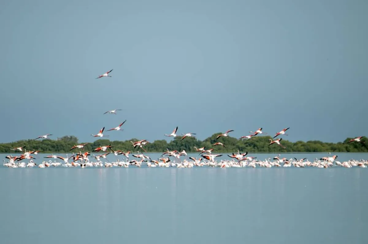 الطيور المهاجرة في الإمارات. الصورة من "وام"