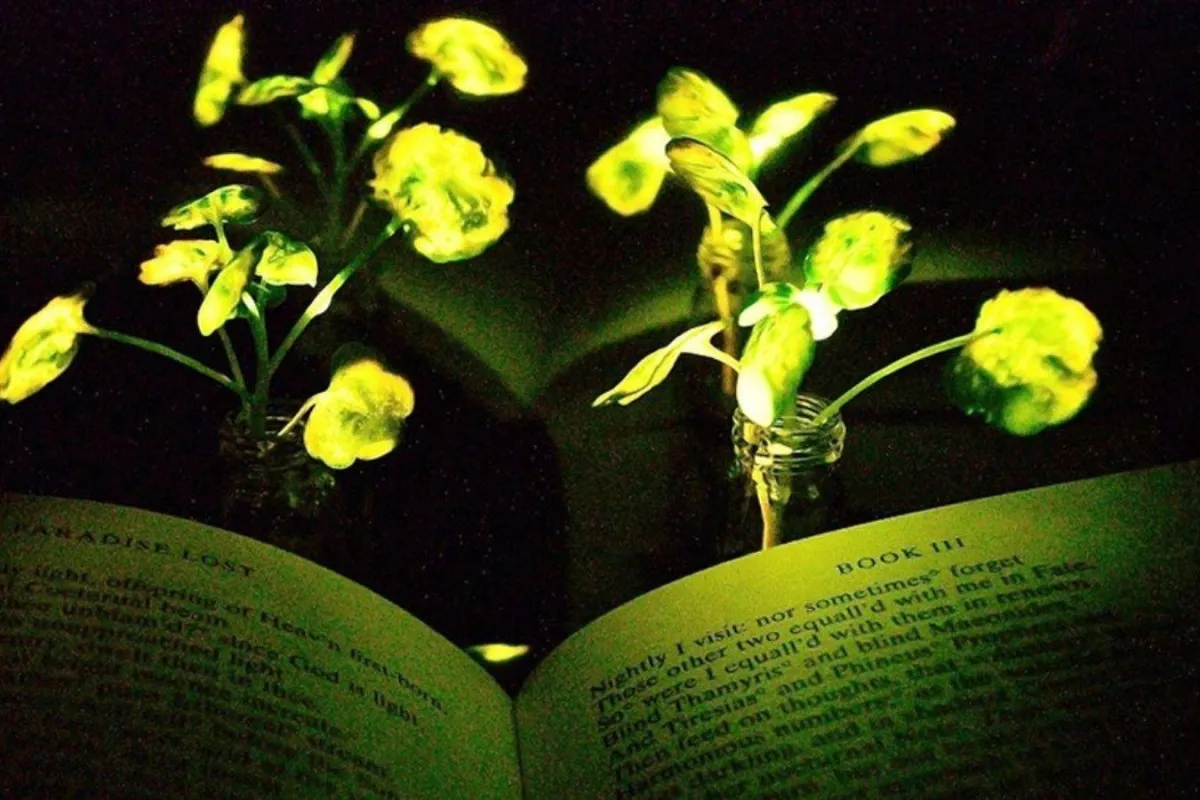 النباتات المضيئة