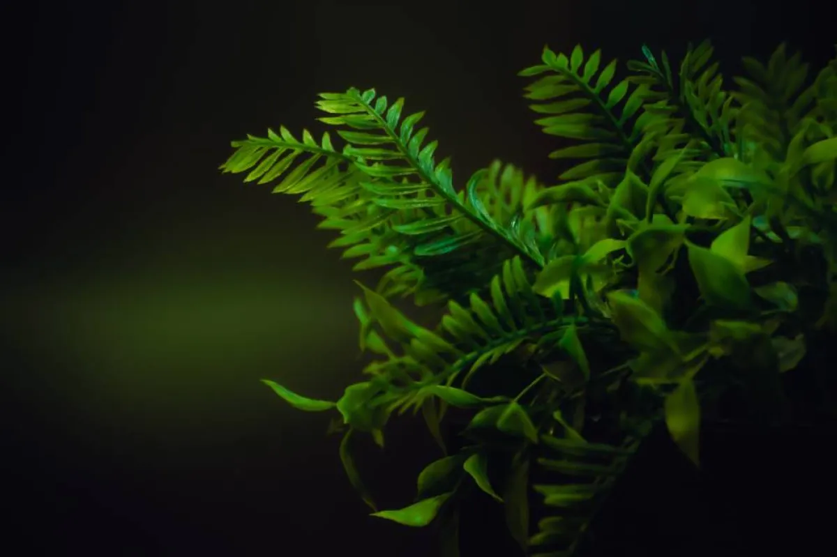 النباتات المضيئة