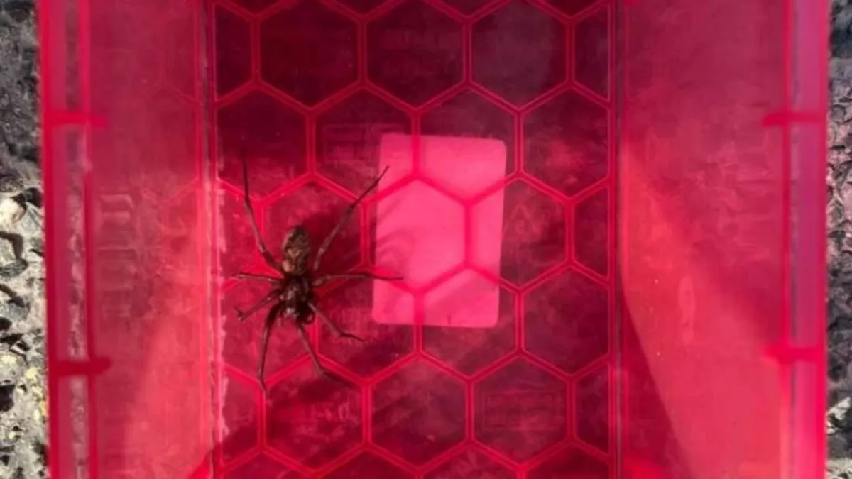 صورة العنكبوت الذي تسبب في استدعاء الشرطة