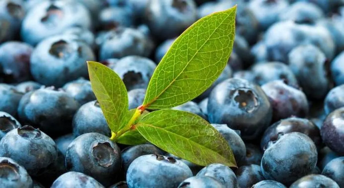 التوت الأزرق. الصورة من وكالة الأنباء الألمانية