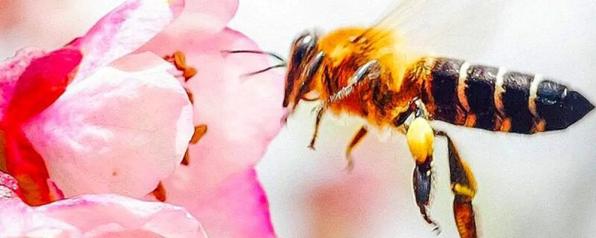 اليوم العالمي للنحل