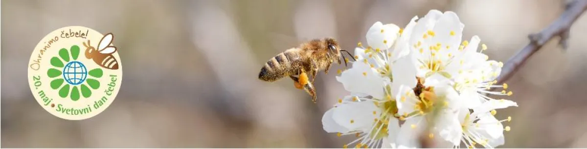 اليوم العالمي للنحل