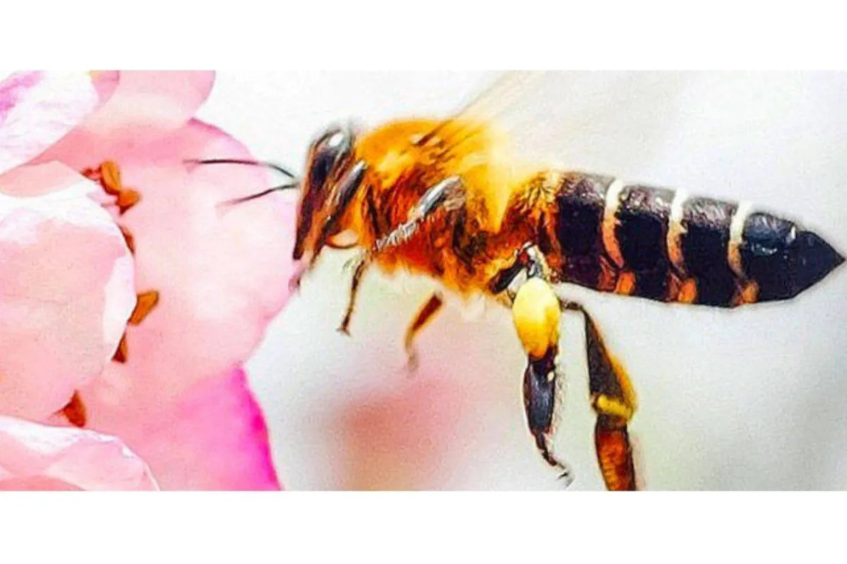 اليوم العالمي للنحل