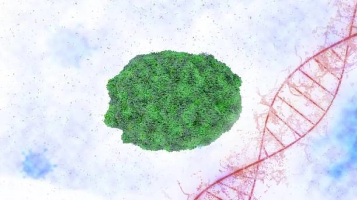 صورة لفيروس جدري القرود